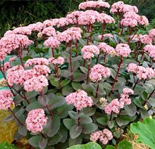 Седум (Очиток) видный 'Матрона' / Sedum spectabile 'Matrona'