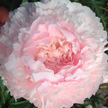 Пион 'Шифон Парфэ' / Paeonia lactiflora 'Chiffon Parfait'