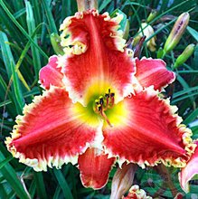 Лилейник 'Рэд Сакура' / Hemerocallis 'Red Sakura'