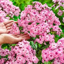 Флокс широколистный 'Геркулес' / Phlox amplifolia 'Hercules',1л.