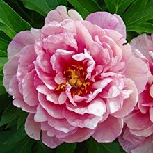 Пион Ито-гибрид 'Пинк Дабл Дэнди' / Paeonia Itoh 'Pink Double Dandy'