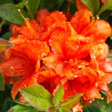 Рододендрон листопадный 'Баккара' / Rhododendron luteum 'Bakkarat'