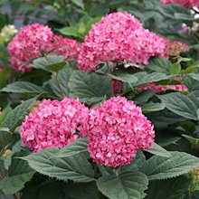 Гортензия древовидная 'Руби Аннабель' / Hydrangea arb. 'Ruby Annabelle'