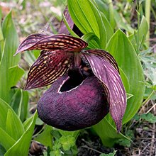 Башмачок  тибетский /          Cypripedium tibeticum