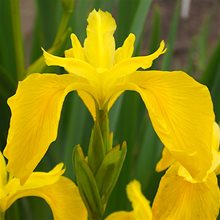 Ирис аировидный 'Голден Квин' / Iris aqua 'PS. Golden Queen'