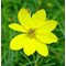 Кореопсис мутовчатый  'Твити' / Coreopsis verticillata 'Tweety'