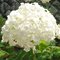 Гортензия   древовидная   'Аннабель' / Hydrangea arb. 'Annabelle'