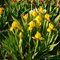 Ирис  карликовый 'Брэсси' /  Iris pumila 'Brassie'