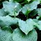 Хоста  'Фрэнк Ллойд Райт' /    Hosta  hybride  'Frank Lloyd Wright'