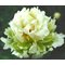 Пион 'Грин Хало' /  Paeonia lactiflora 'Green Halo'