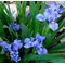 Ирис карликовый 'Блу Деним' / Iris pumila 'Blue Denim'