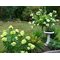 Гортензия метельчатая 'Литл Лайм' / Hydrangea paniculata  'Little Lime'