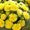 Примула  Беларина 'Баттеркап Йеллоу' / Primula  Belarina 'Buttercup Yellow'