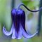 Клематис цельнолистный 'Рогучи' / Clematis integrifolia 'Roоguchi'