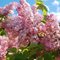 Сирень гиацинтовая 'Мэйденс Блаш' / Syringa hyacinthiflora 'Maidens Blush'