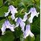 Клематис цельнолистный 'Твинкл'    /           Clematis integrifolia 'Twinkle'