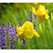 Ирис  карликовый 'Брэсси' /  Iris pumila 'Brassie'