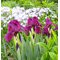 Ирис карликовый 'Черри Гардэн' /  Iris pumila  'Cherry Garden'