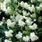 Чубушник 'Миннесота Сноуфлэйк' / Philadelphus 'Minnesota Snowflake'