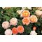 Роза Д. Остина 'Зэ Леди Гарднер' / The Lady Gardener, D. Austin