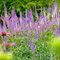 Вероникаструм виргинский 'Фасцинэйшн' / Veronicastrum virginicum  'Fascination'