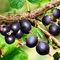 Йошта / Ribes 'Josta'
