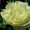 Пион 'Лемон Шиффон'  /        Paeonia hybrida 'Lemon Chiffon'