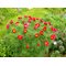 Пион тонколистный  /                                      Paeonia tenuifolia