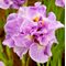 Ирис сибирский 'Пинк Парфэ' / Iris sibirica 'Pink Parfait'