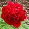 Пион 'Рэд Чарм' / Paeonia lactiflora 'Red Charm'