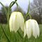 Рябчик шахматный Альба / FRITILLARIA meleagris f. Alba