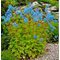 Хохлатка 'Крэйтон Блу' / Corydalis 'Craigton Blue'