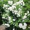 Чубушник 'Миннесота Сноуфлэйк' / Philadelphus 'Minnesota Snowflake'