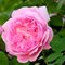 Роза Д. Остина 'Мэри Роуз' / Mary Rose, D. Austin