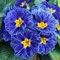 Примула  'Блу Зебра" /          Primula  ‘Blue  Zebra'