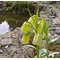 Рябчик  бледный / FRITILLARIA pallidiflora