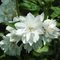 Чубушник 'Миннесота Сноуфлэйк' / Philadelphus 'Minnesota Snowflake'