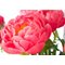 Пион 'Корал Чарм' /  Paeonia lactiflora 'Coral Charm'