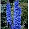 Дельфиниум высокий 'Блу Индульгенс' / Delphinium elatum  'Blue Indulgence'