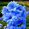 Дельфиниум высокий 'Блу Индульгенс' / Delphinium elatum  'Blue Indulgence'