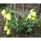 Рябчик  бледный / FRITILLARIA pallidiflora