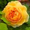 Штамбовая роза Д. Остина 'Голдэн Селебрэйшн'/ Golden Celebration, D. Austin