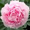 Пион 'Сара Бернар'  /                                      Paeonia lactiflora 'Sarah Bernardt '