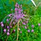 Лук  хорошенький, розовый  / ALLIUM carinatum pulchellum, pink