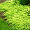 Можжевельник 'Голден Карпет' /                 Juniperus 'Golden Carpet'