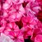 Флокс метельчатый 'Фрекли Пинк Шэйдс' /                      Phlox paniculata 'Freckle Pink Shades'