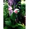 Башмачок королевы / Cypripedium reginae, Garden Orchid