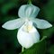 Башмачок королевы белый / Cypripedium reginae alba, Garden Orchid