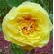 Пион Ито-гибрид 'Еллоу Краун'  / Paeonia Itoh 'Yellow Crown'