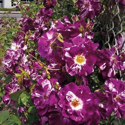 Роза  'Перпл Сплэш' / Rose 'Purple Splash', Weeks